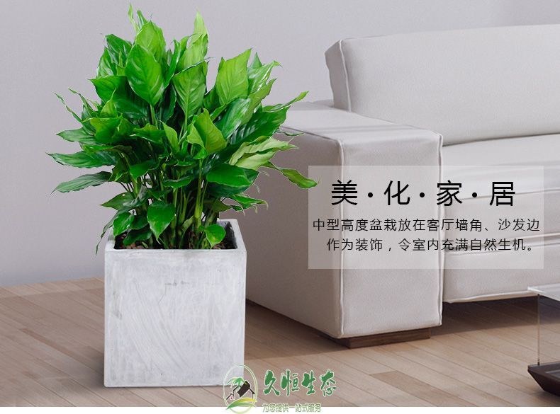 高淳万年青