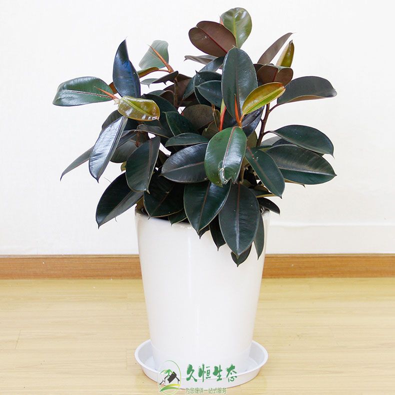 高淳橡皮树