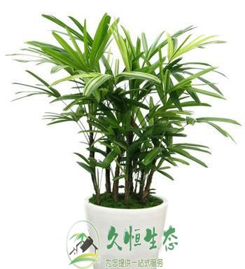 高淳棕竹