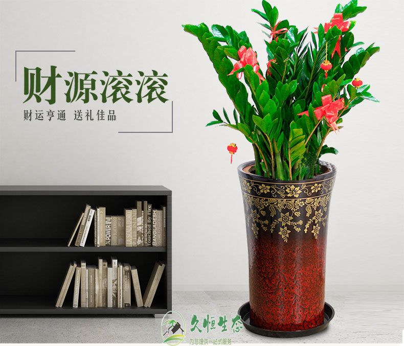 高淳金钱树